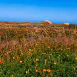 <span class="bsearch_highlight">Wildflowers</span> Los Osos