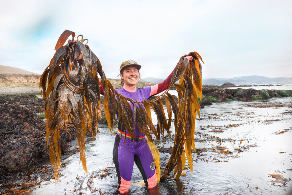 Kelpful Seaweed Foraging photo credit required @kelpful_ca