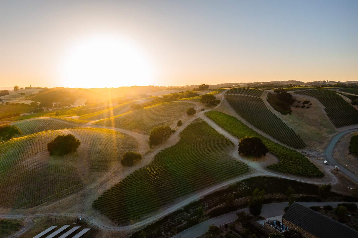 Paso Robles Vineyards