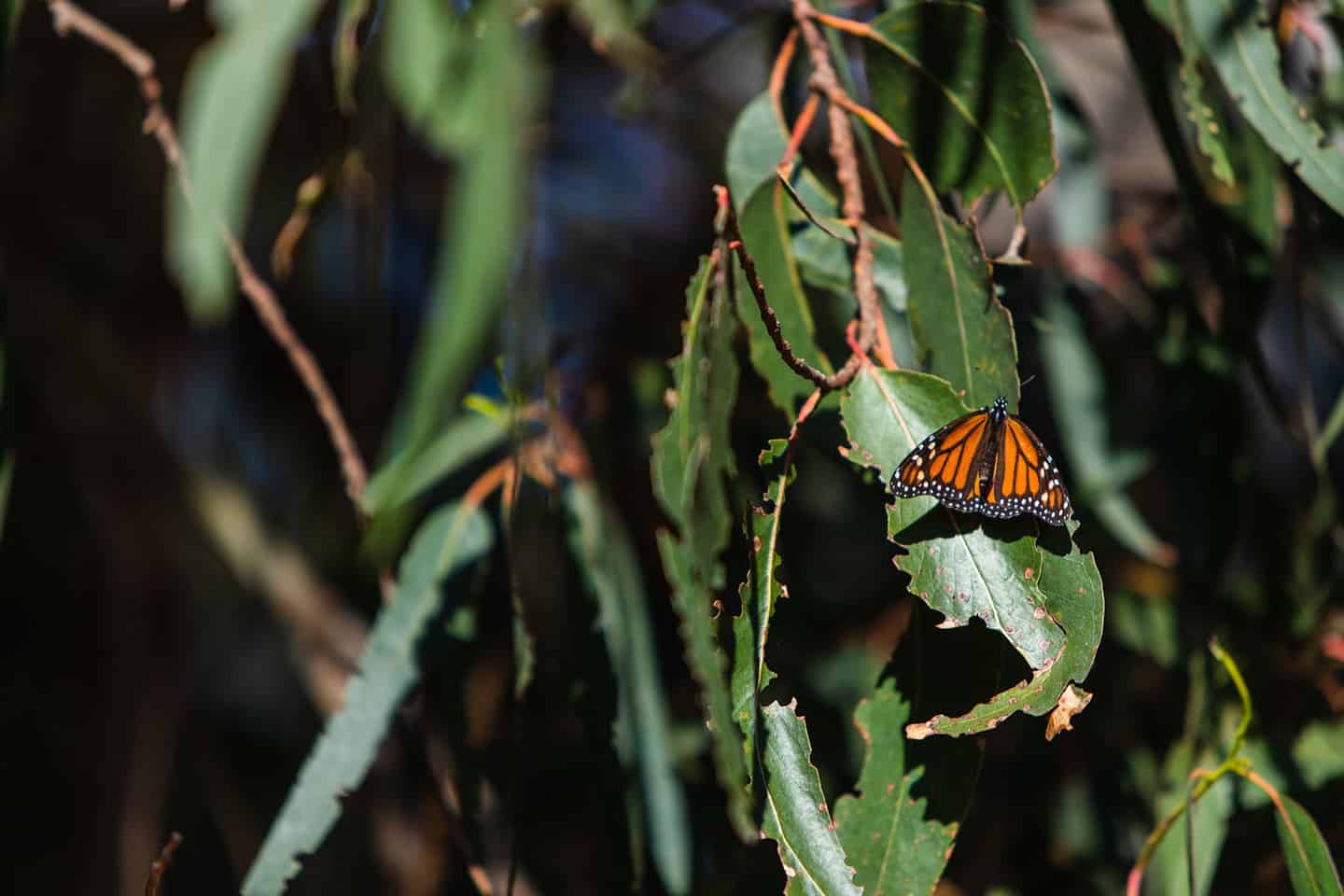 Monarch Butterfly Groves in Pismo Beach Nipomo Morro Bay Los Osos