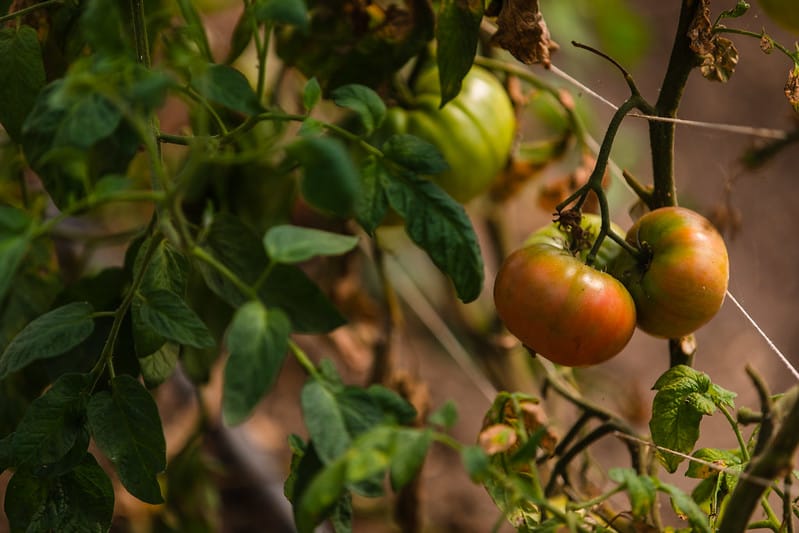 Linn's tomatoes