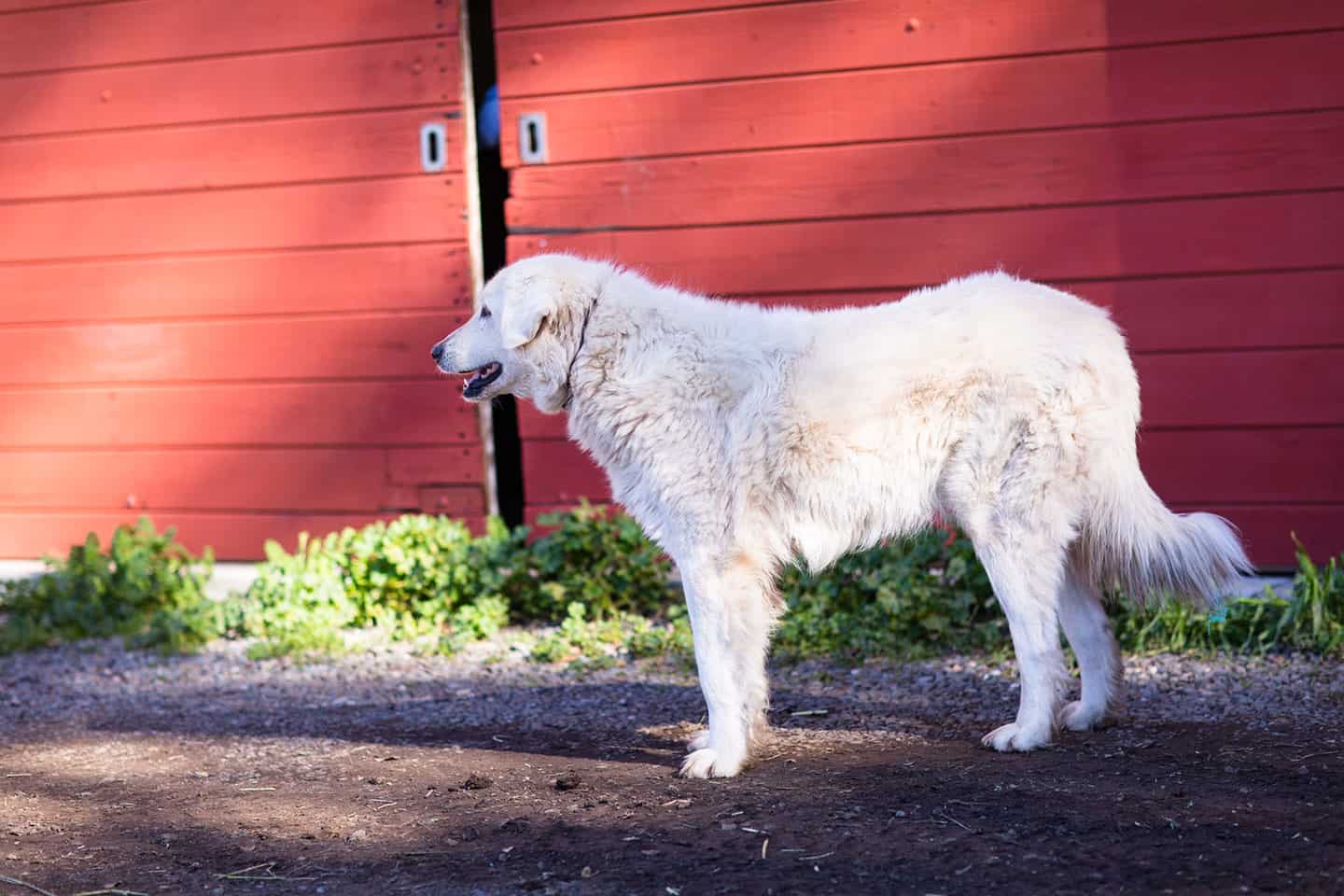 Stepladder Creamery Cambria dog