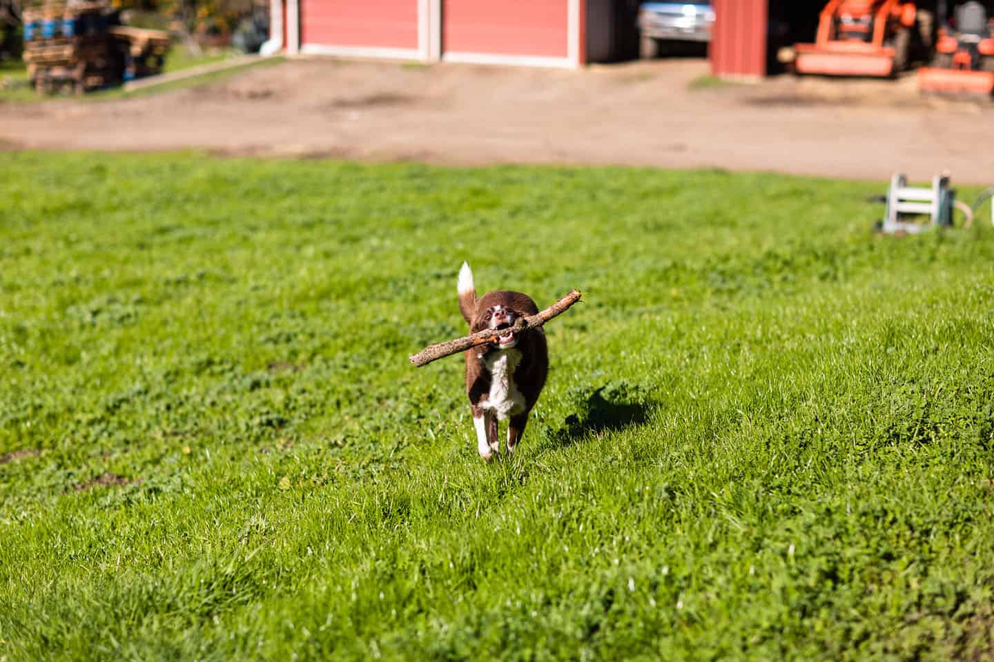 Stepladder Creamery dog playing