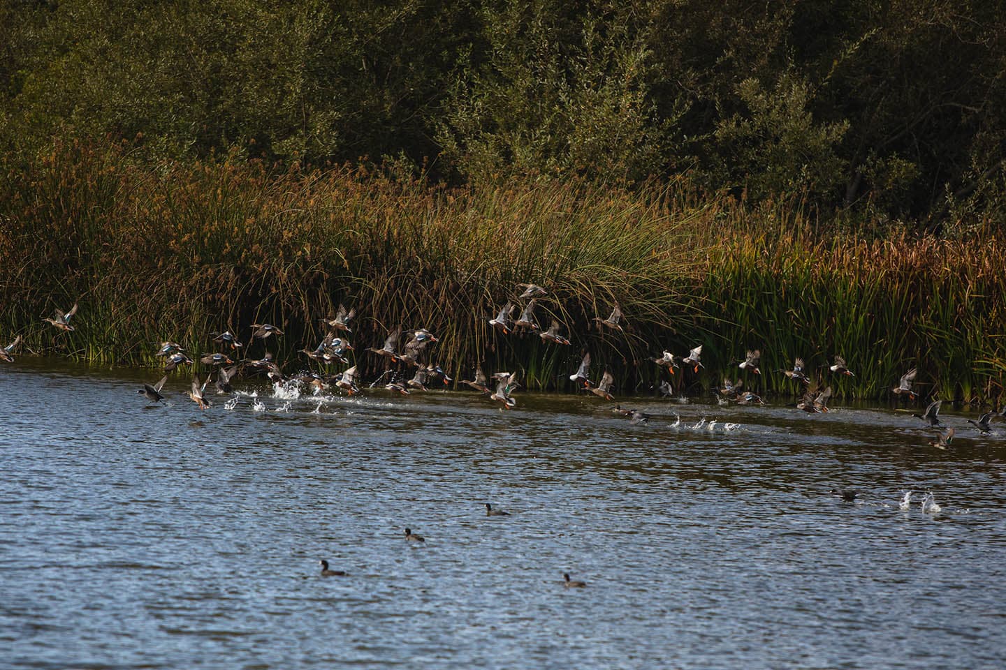 Oso Flaco Lake Ducks