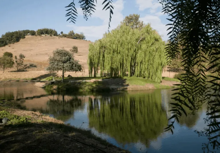 Links to Willow Pond