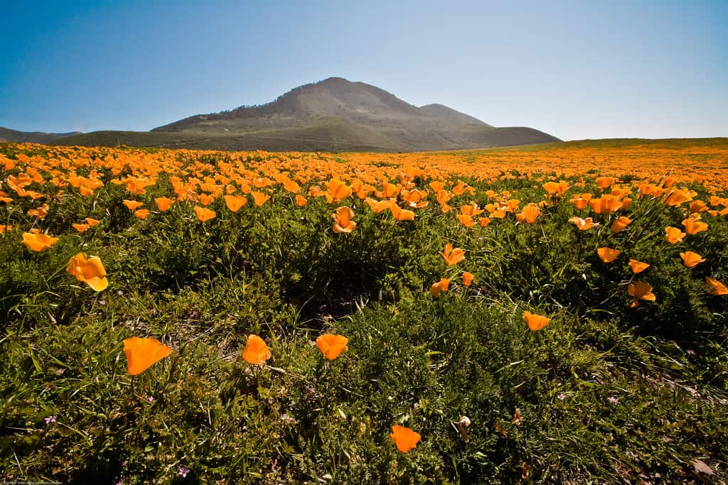 poppies wildflowers Los Osos peak