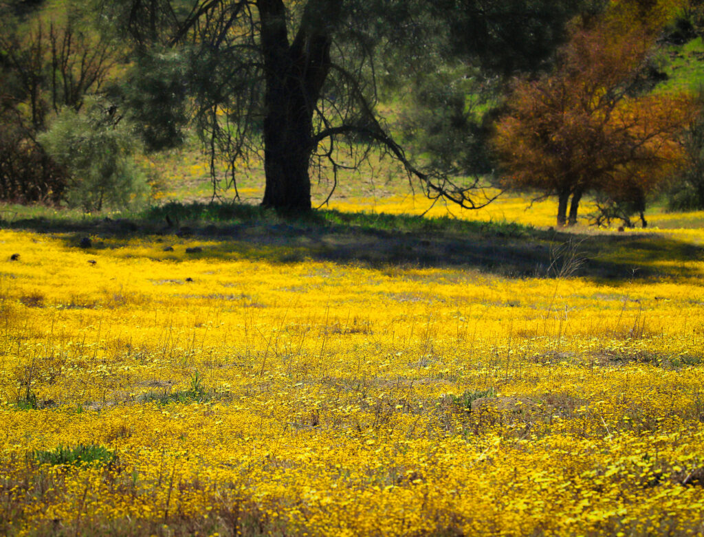wildflowers San Luis Obispo County