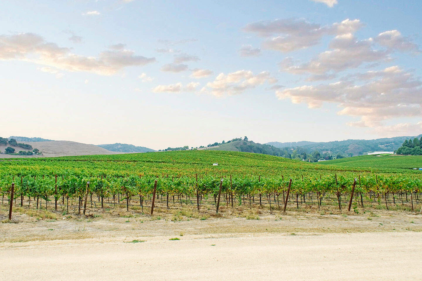 Cavalli Vineyard Edna Valley