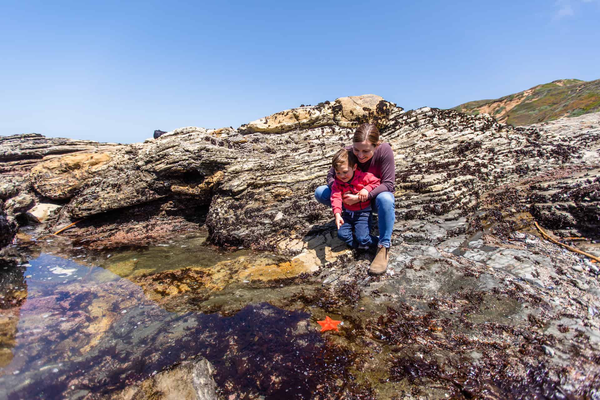 A family explores sea life in a tidepool