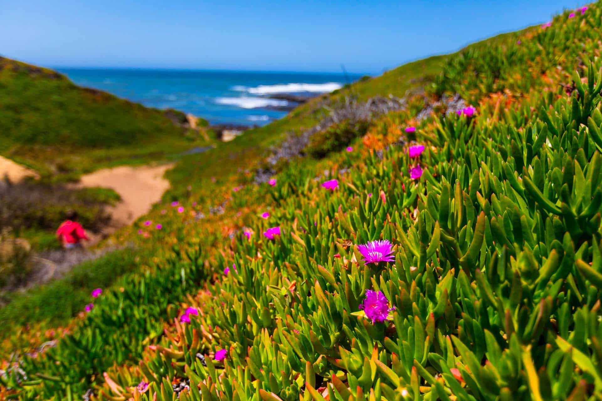 Wildflowers on a hill with a view to the ocean