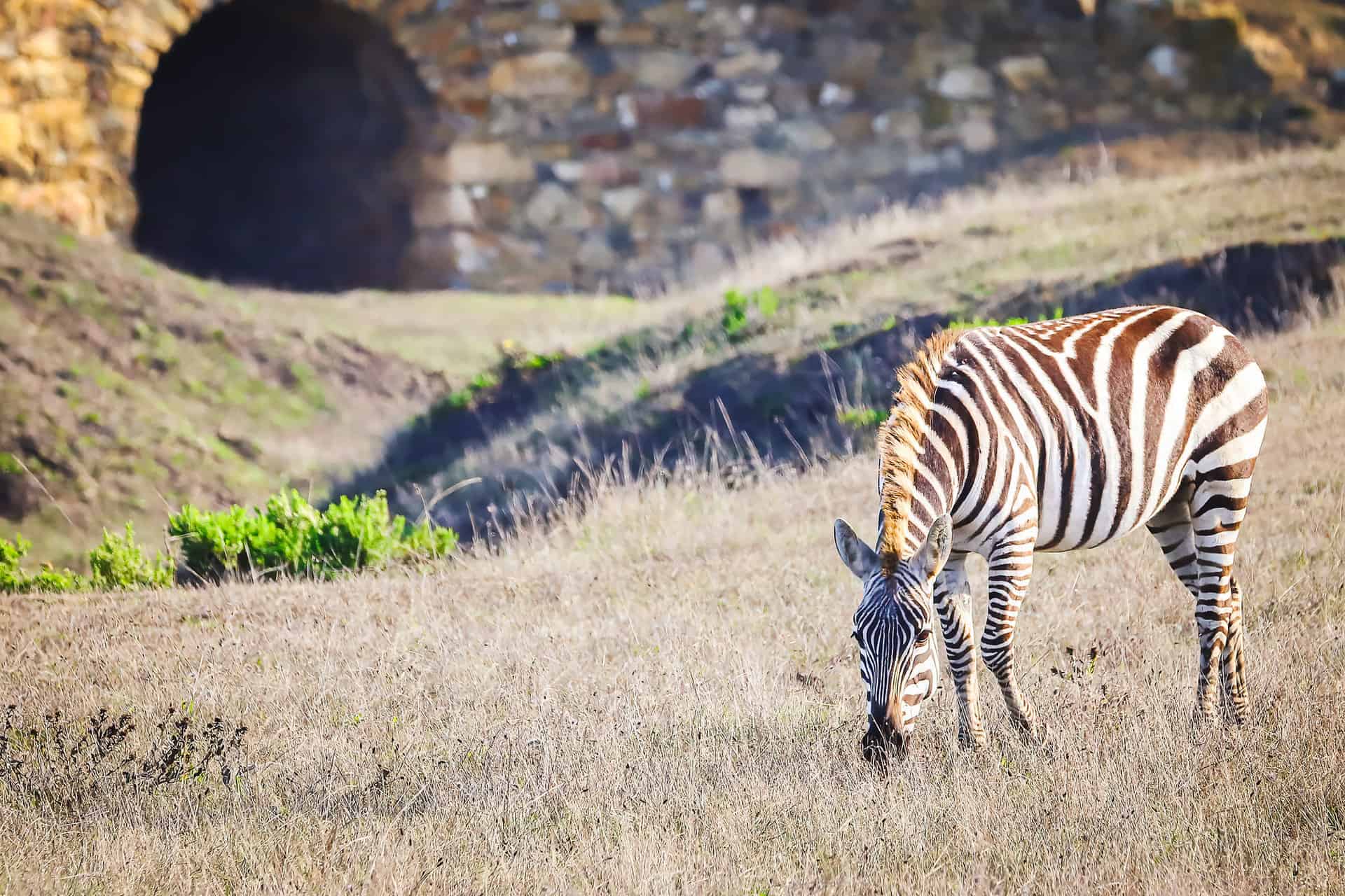 A lone zebra grazes on the grounds of Hearst Castle.