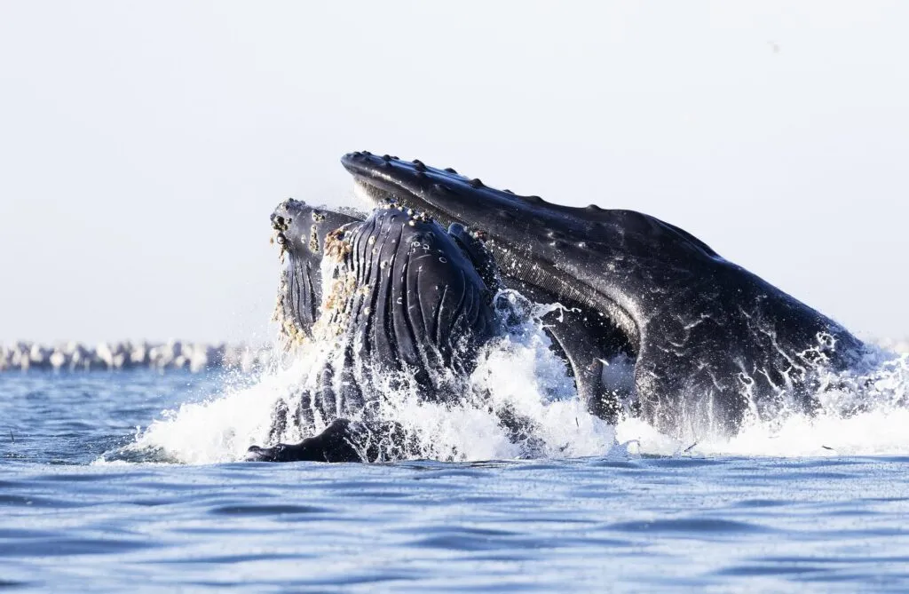 Whales breaching on the Central Coast