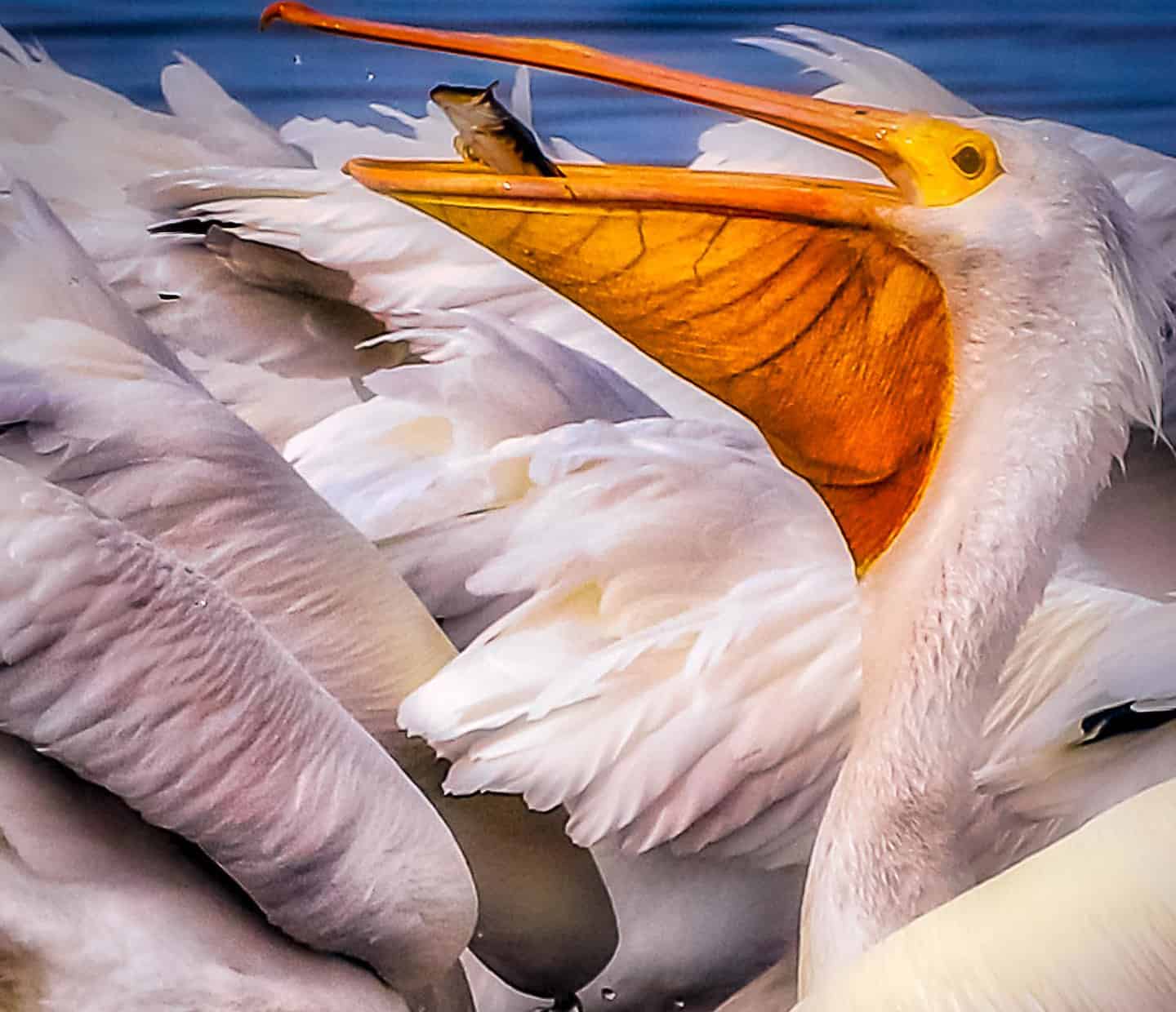 American White Pelican