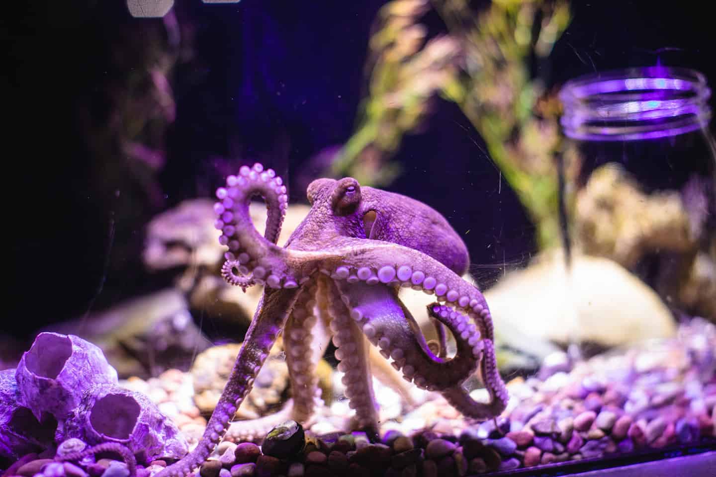 Central Coast Aquarium Octopus