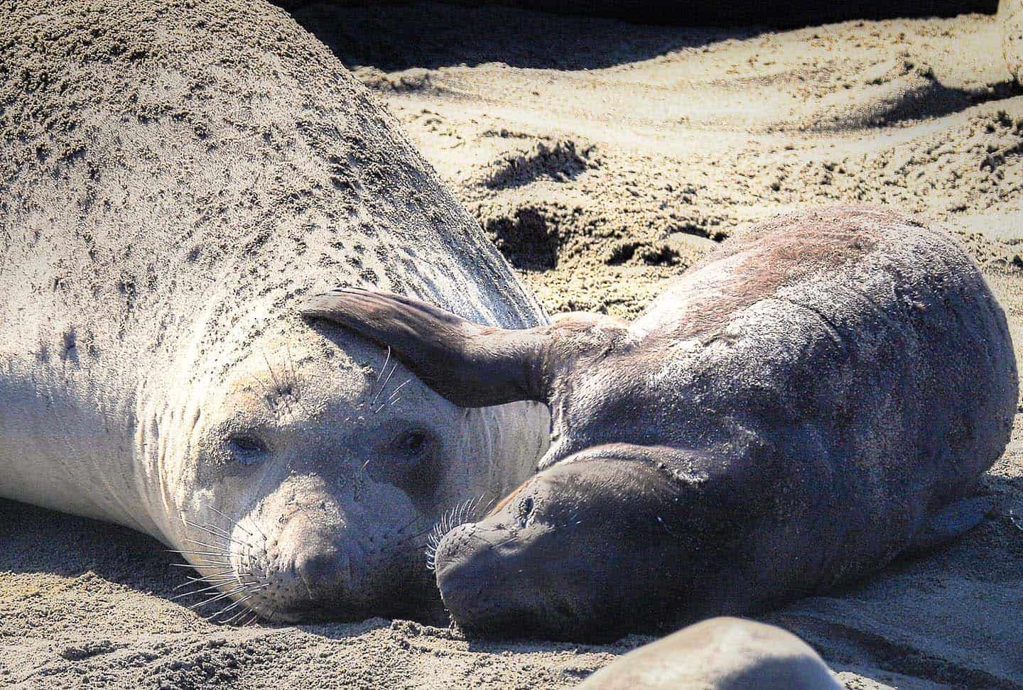 Elephant seal mom and pup