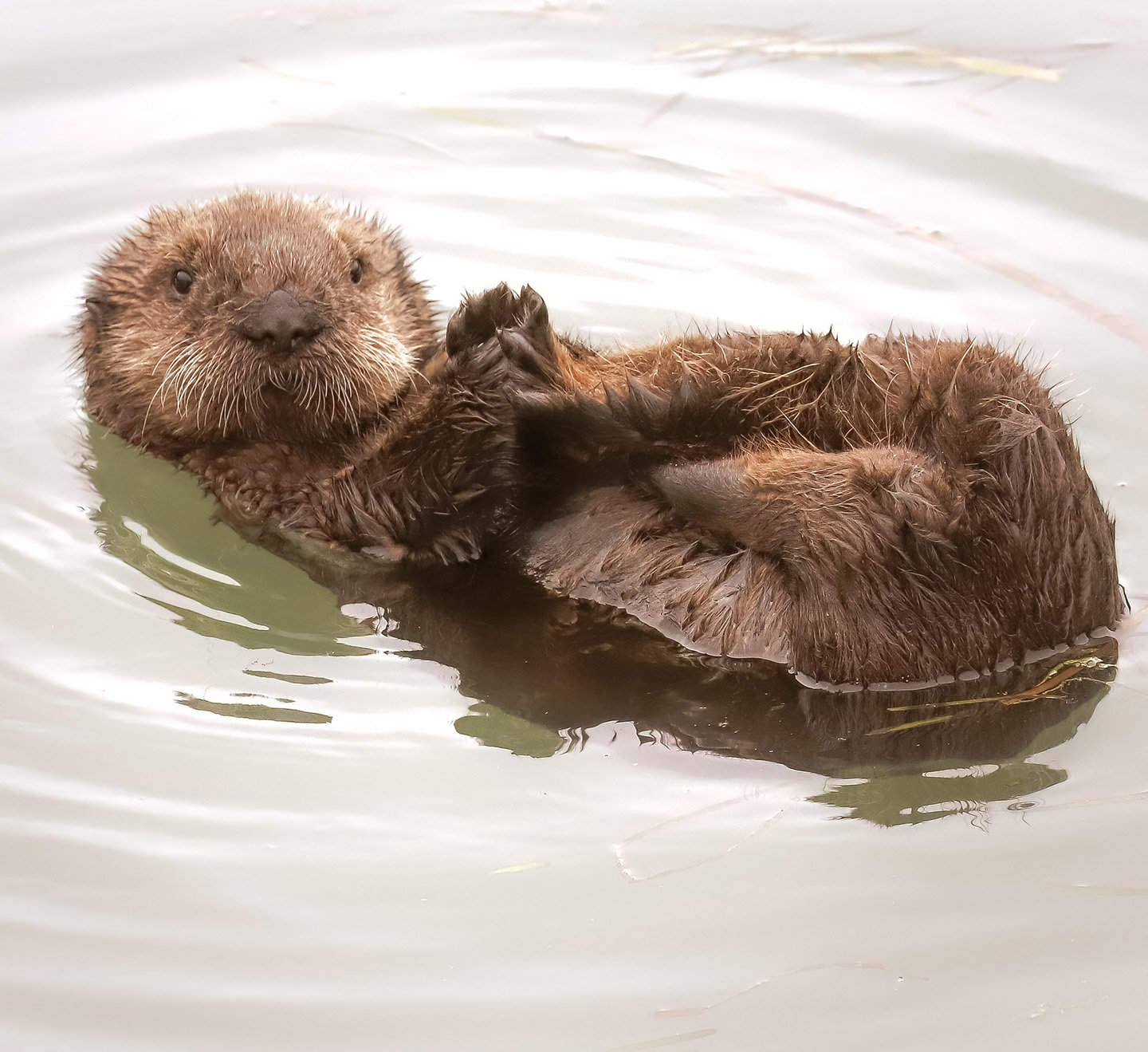 Sea Otter Pup