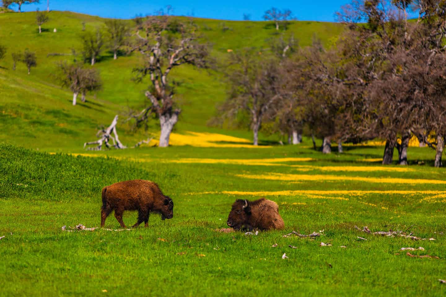 Super Bloom Carrizo Plain