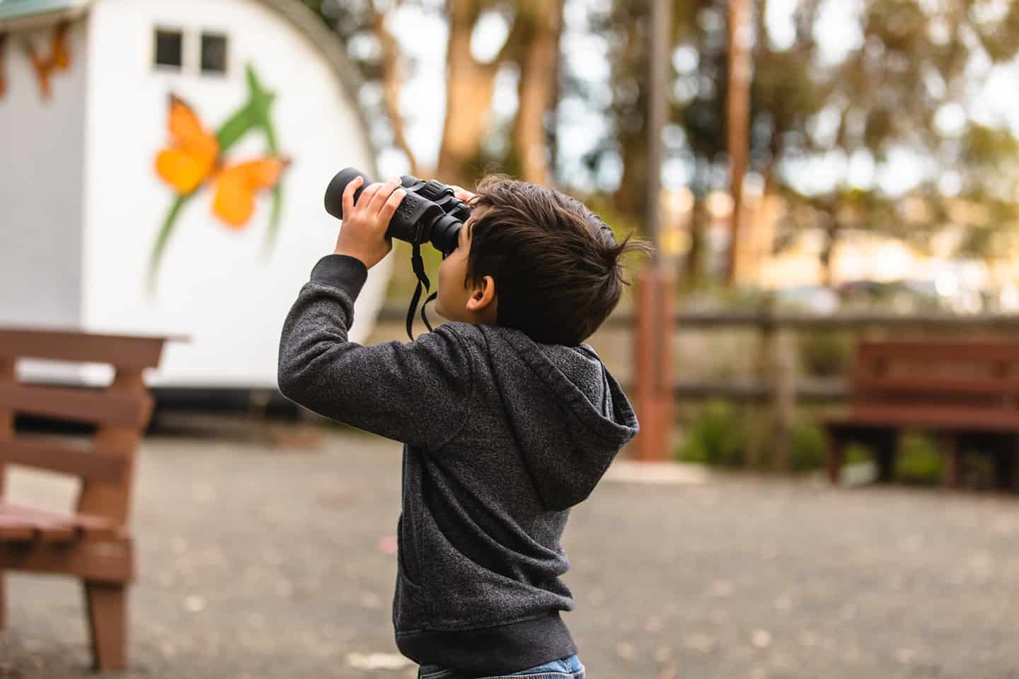 Viewing Monarch Butterfly