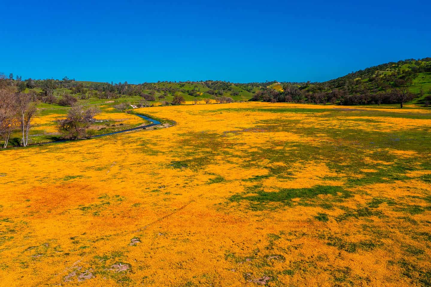 Carrizo Plain Superbloom Wildflowers