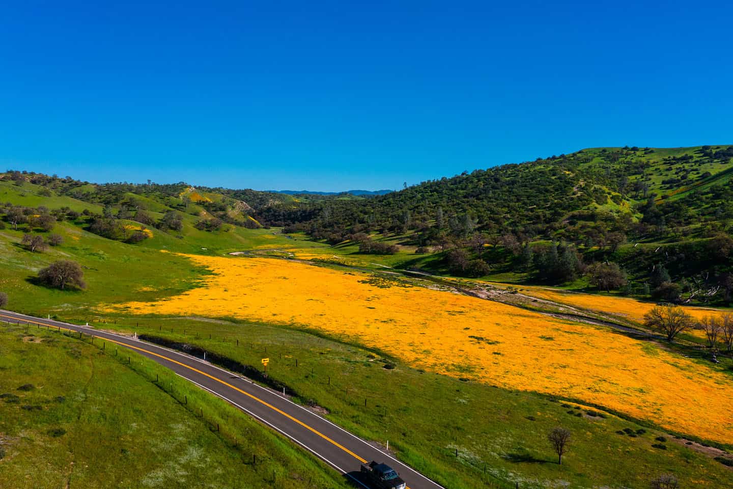 Carrizo Plain Superbloom