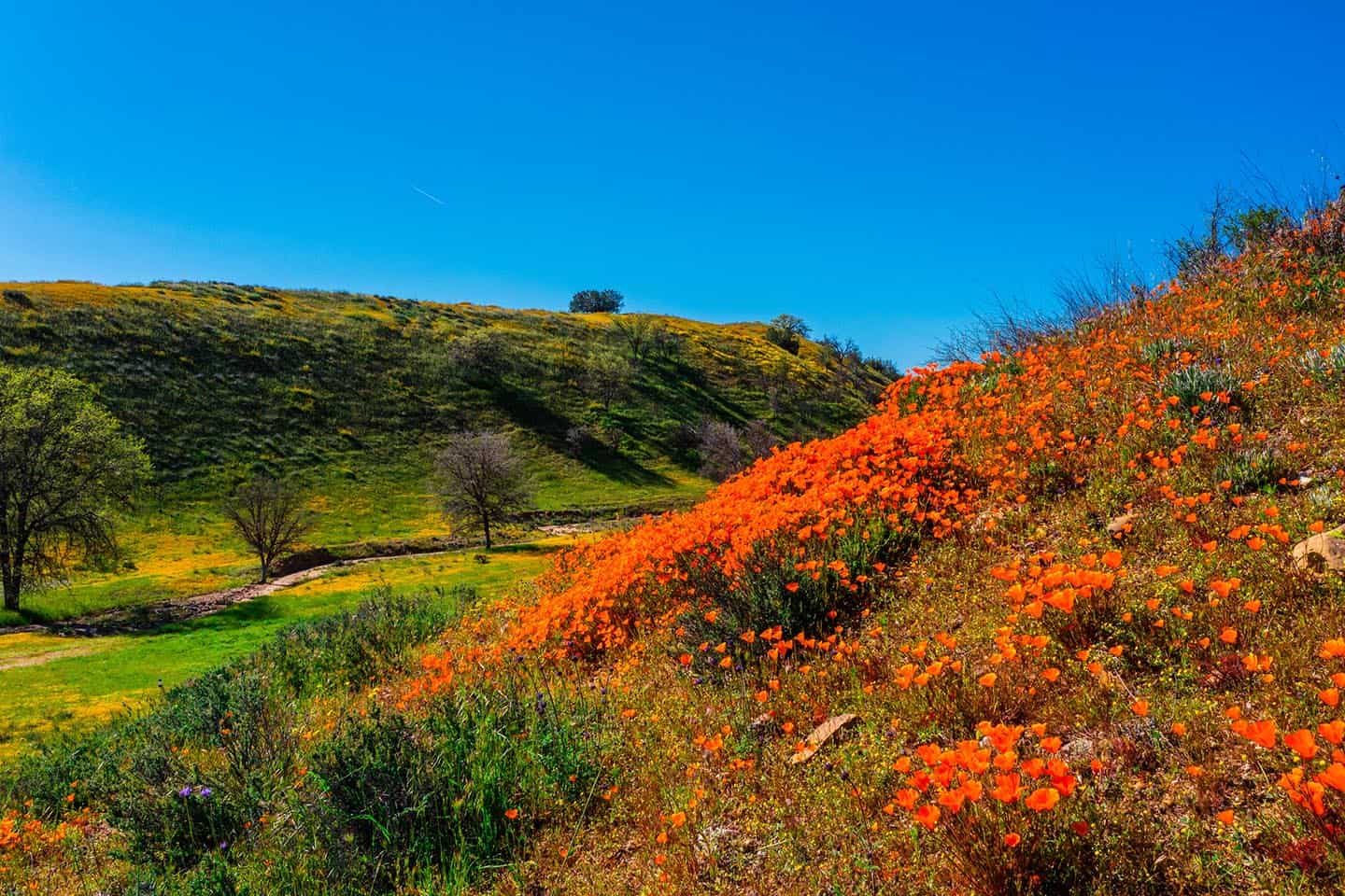 Superbloom Carrizo Plain
