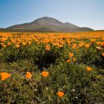 Point Buchon trail poppies