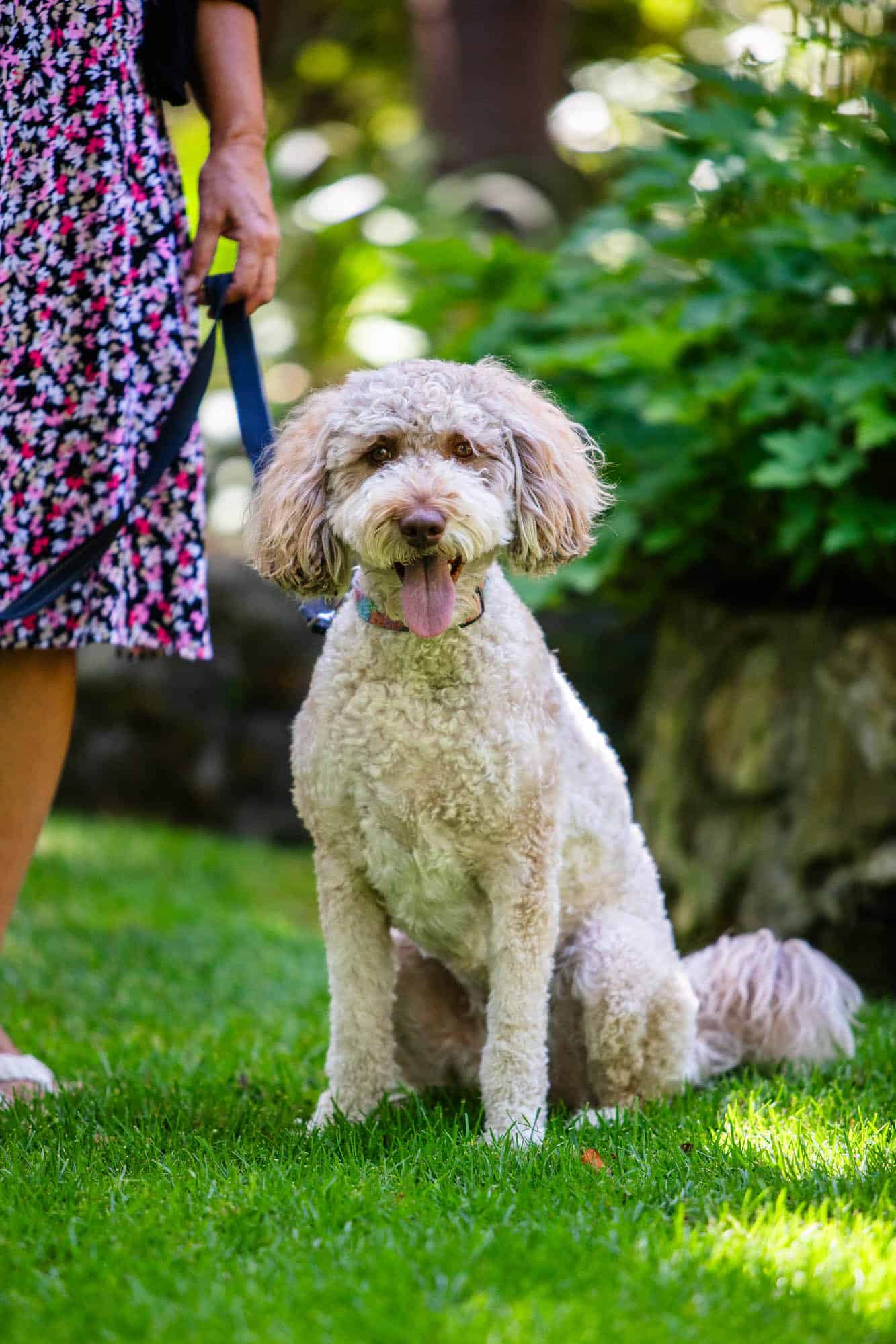 Dog on a leash
