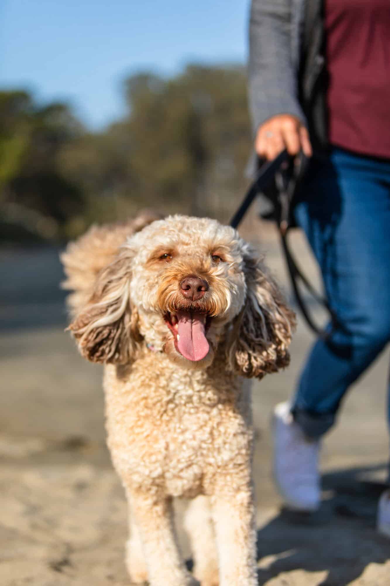 dog on leash
