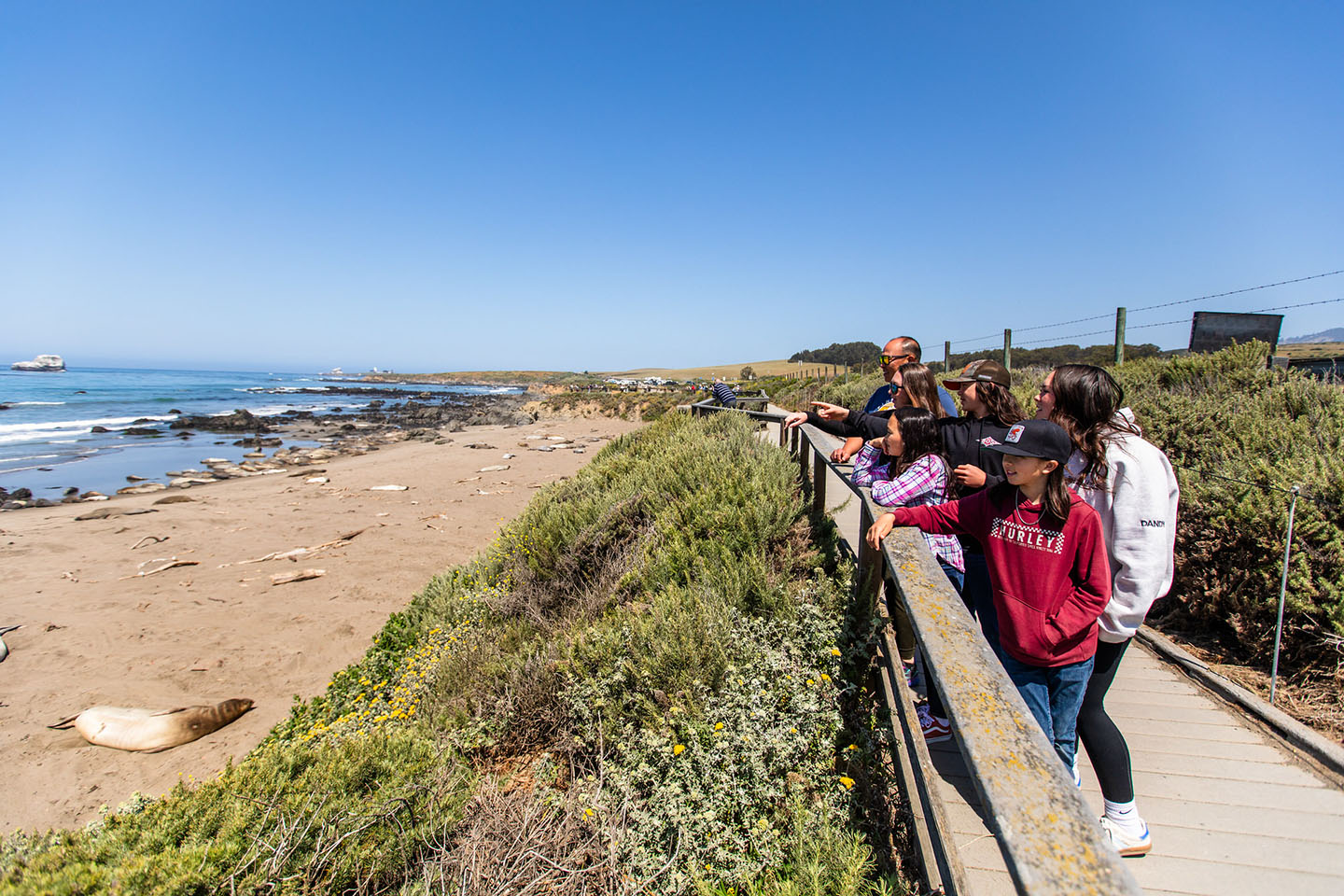 Elephant Seal Rookery in San Simeon