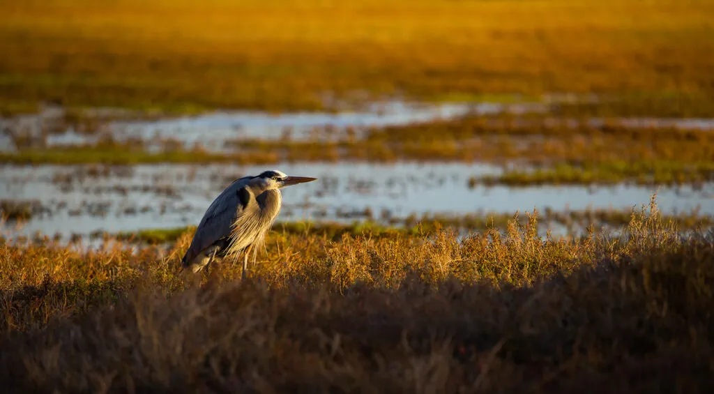 Bird in Los Osos Estuary