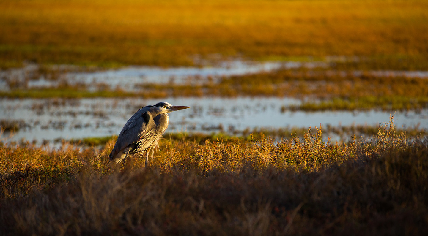 Bird in Los Osos Estuary