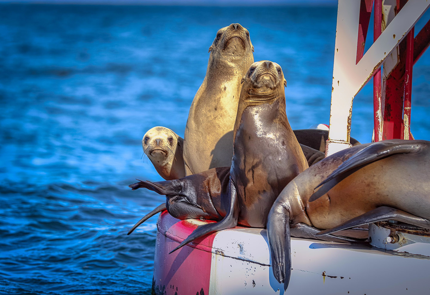 Morro Bay Sea Lions