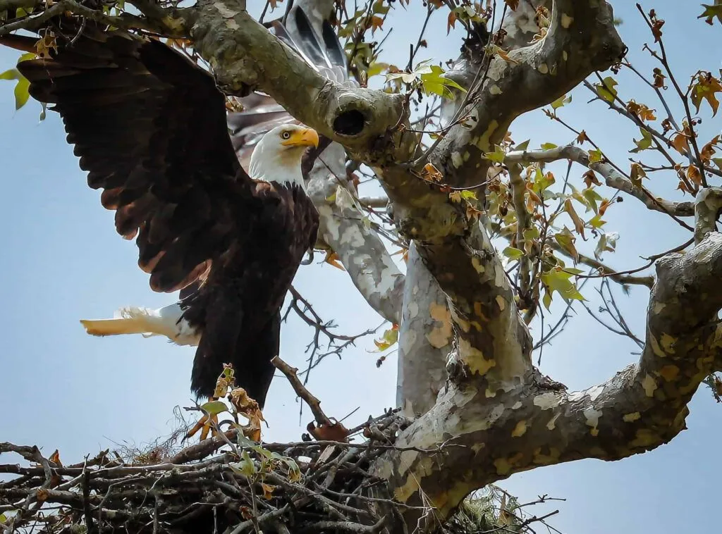 Bald Eagle in Cambria