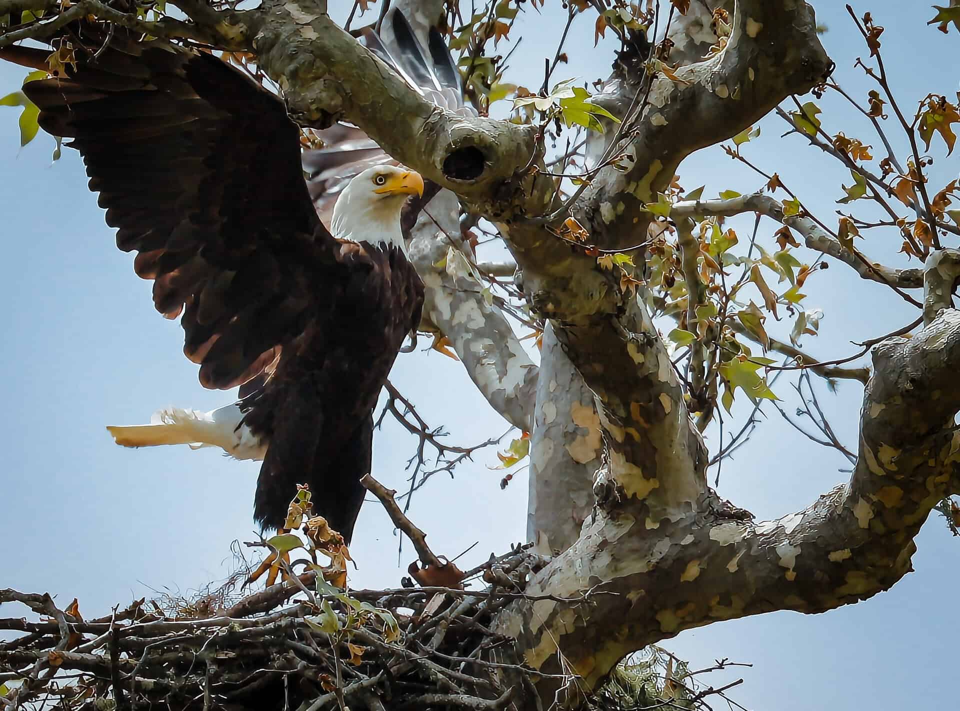 Bald Eagle in Cambria
