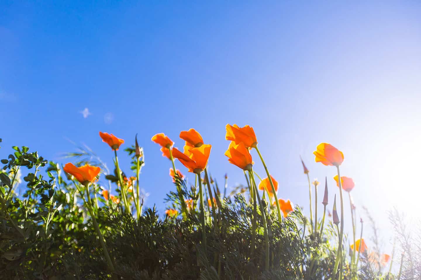Pismo Wildflowers