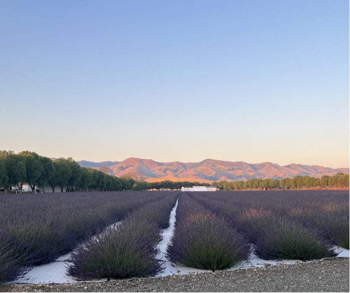 Links to Open Farm Days at Cavalli Lavender Farm