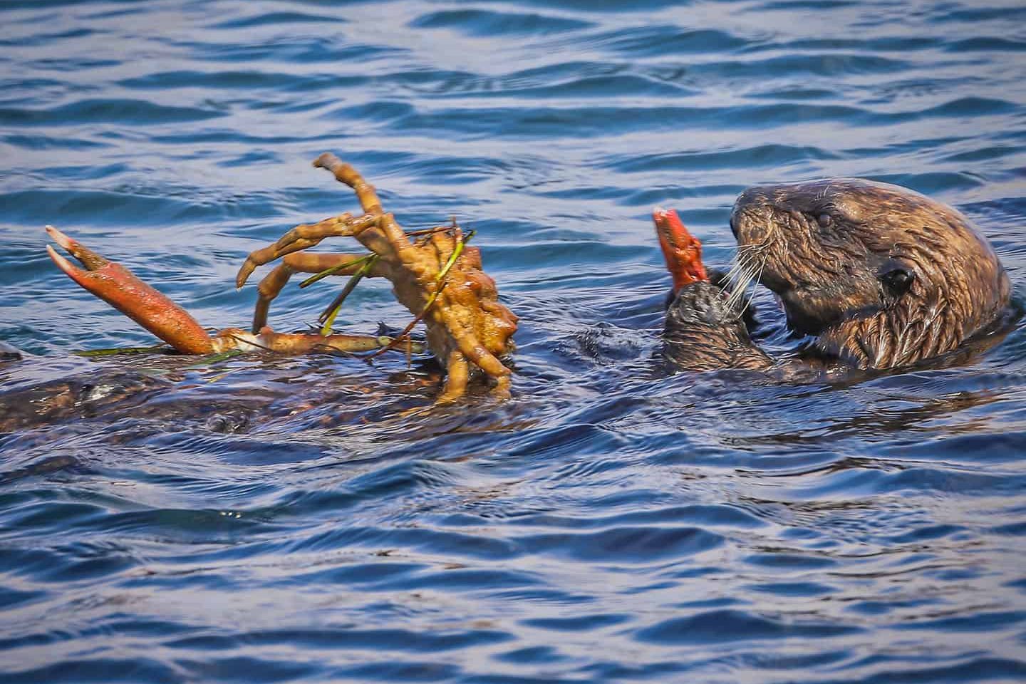 Sea Otter
