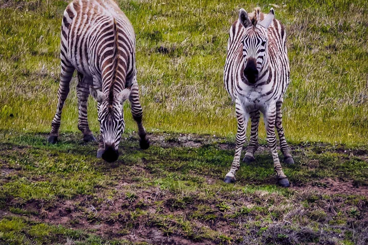 Zebra mom and Colt Hearst Castle