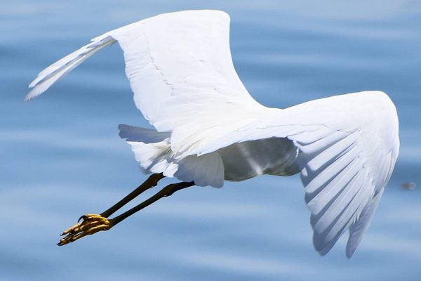 hunabku2015-Instagram-2731-ig-17843107708785748 Crane flying over ocean