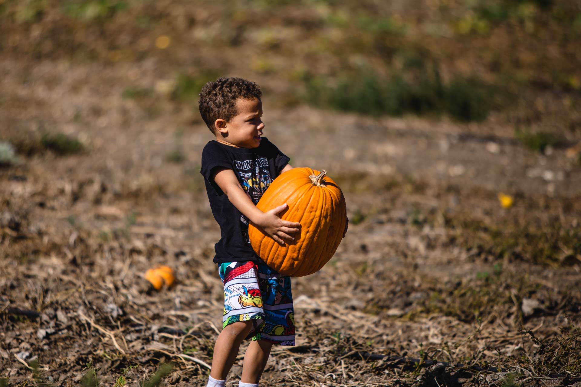 pumpkin patch at Talley Farms, Arroyo Grande