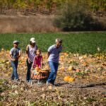 pumpkin patch at Talley Farms, Arroyo Grande