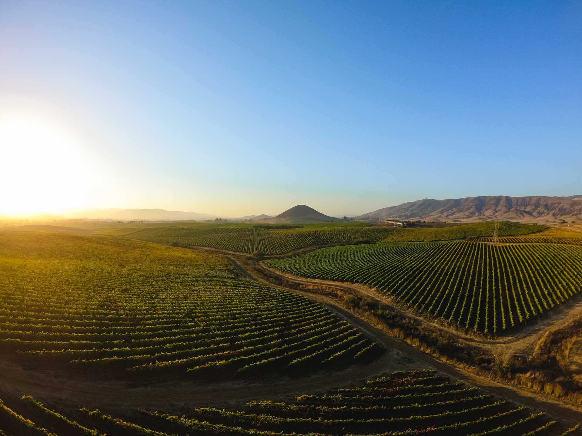 Vineyards, Edna Valley