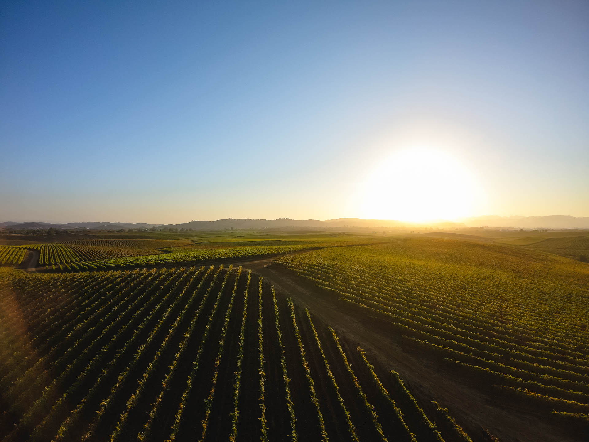 Vineyards, Edna Valley