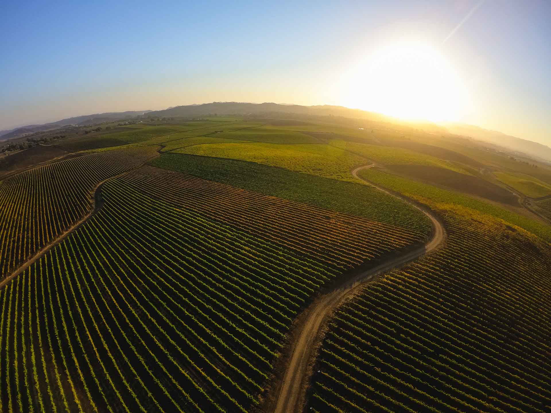 Vineyards, Edna Valley