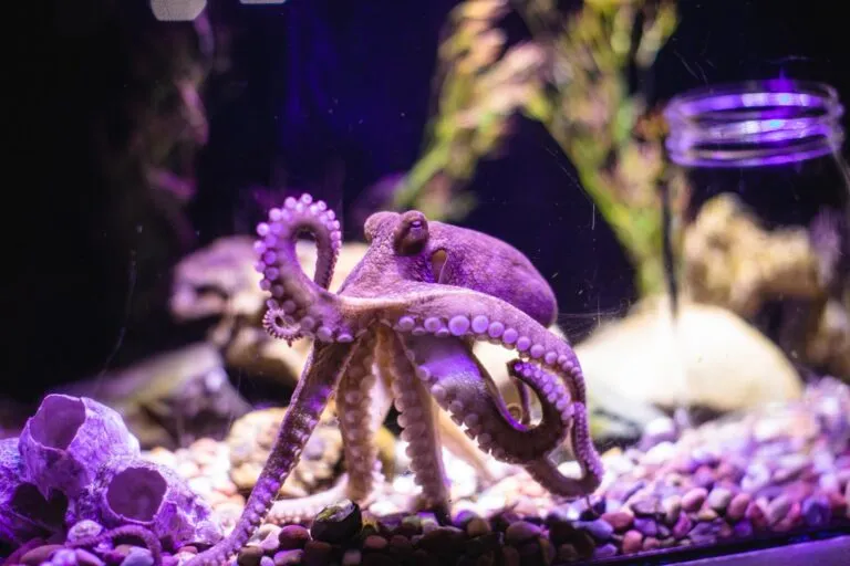 Links to Science After Dark at the Central Coast Aquarium