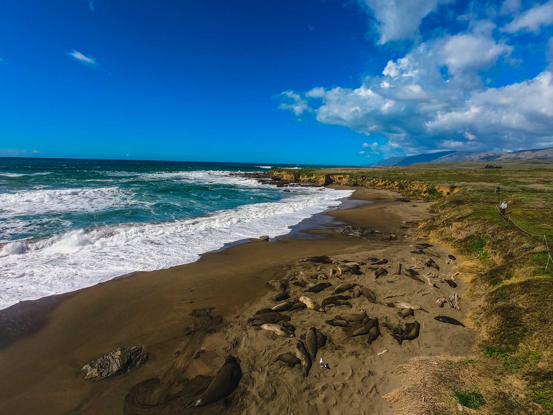 Elephant seals, Piedras Blancas rookery