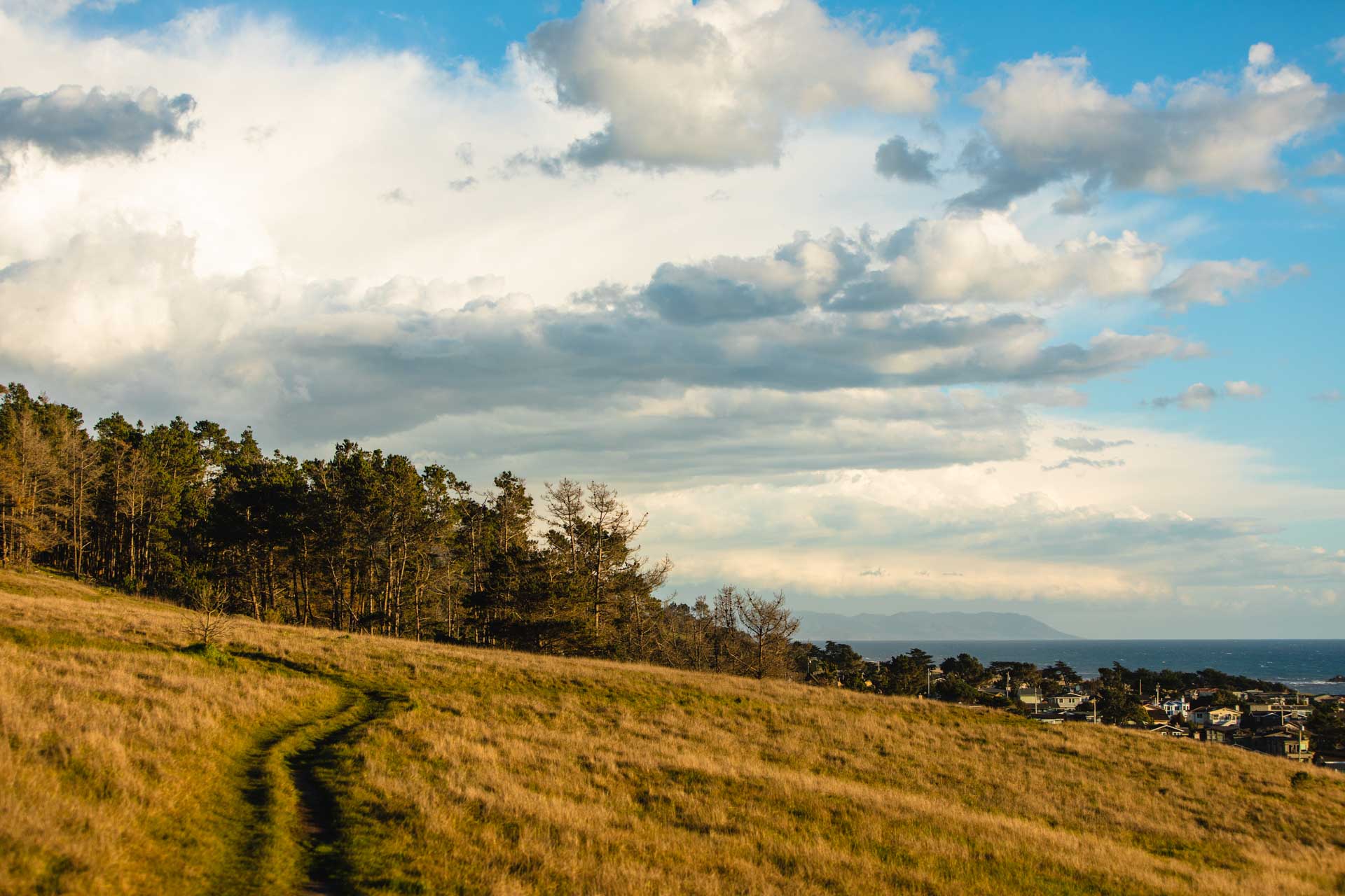 Fiscalini Ranch Preserve, Cambria