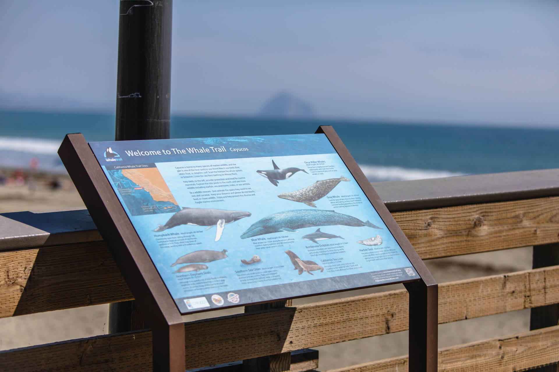 Cayucos pier whale trail