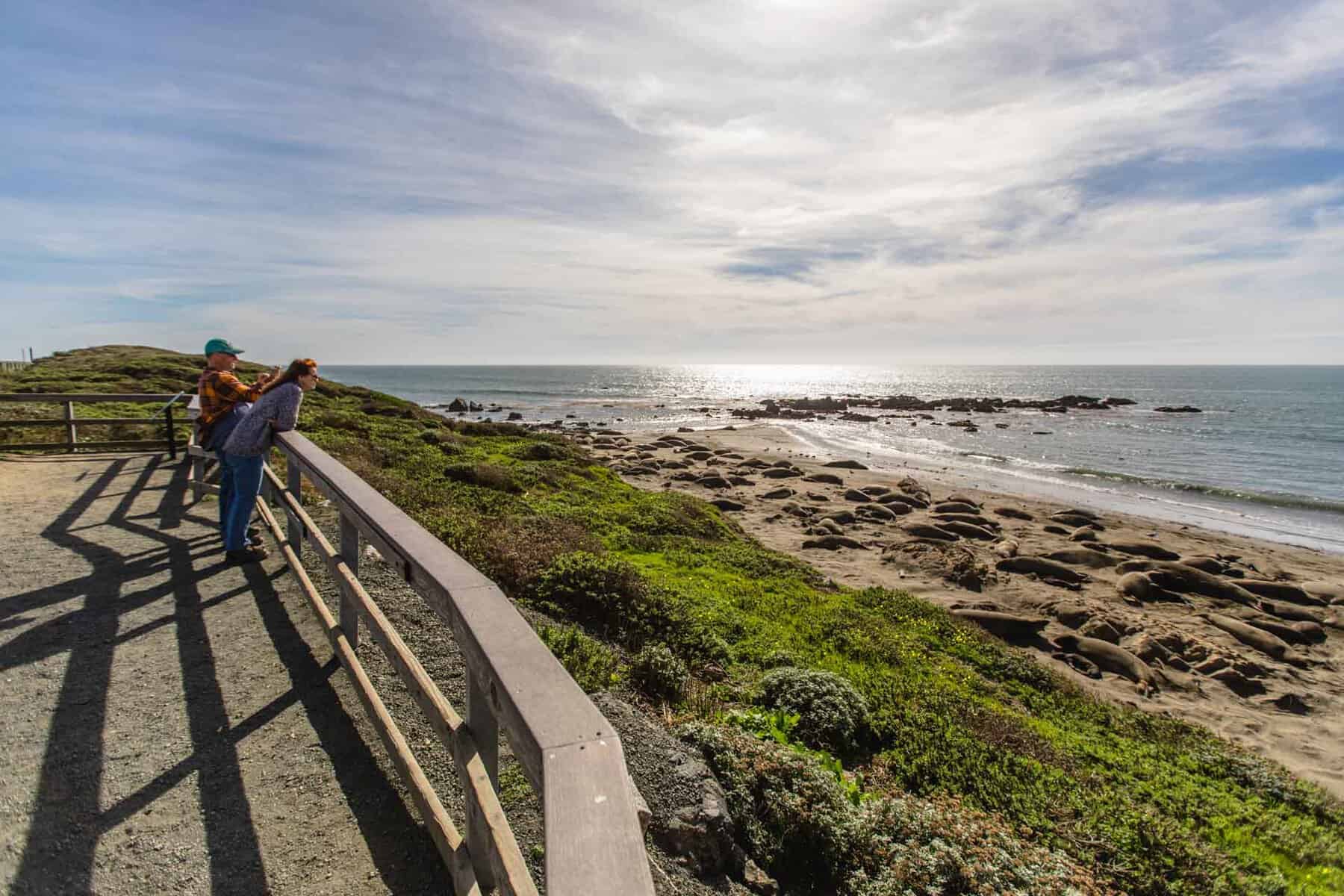 San Simeon elephant seals