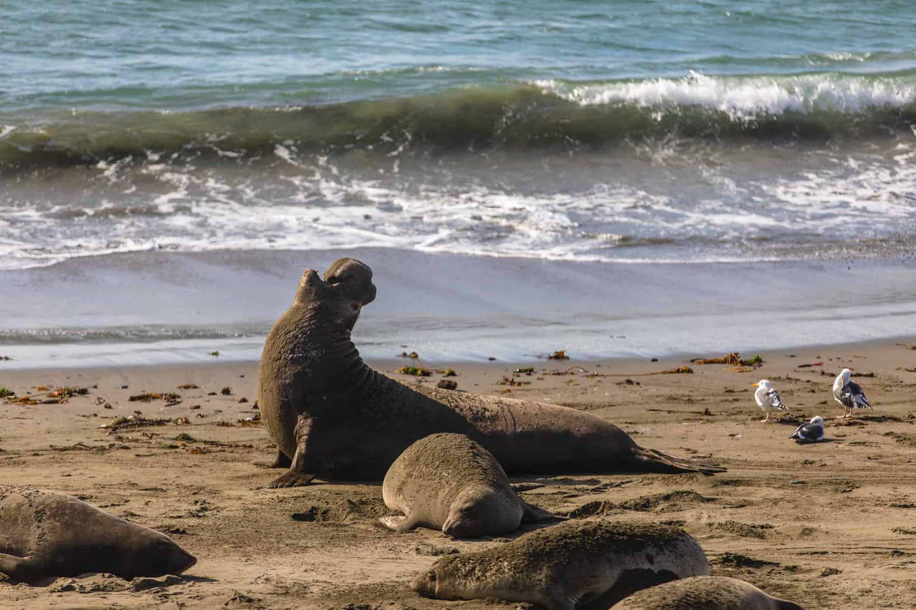 San Simeon elephant seals